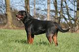 ROTTWEILER 550